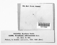 Trullula olivascens image